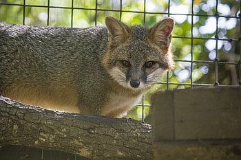 Gray Fox, Majestic fox species, Silent and stealthy hunter, Admirable survival skills HD wallpaper