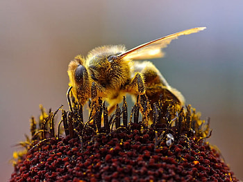 Collecting Pollen, fly, bee, insect, flower HD wallpaper