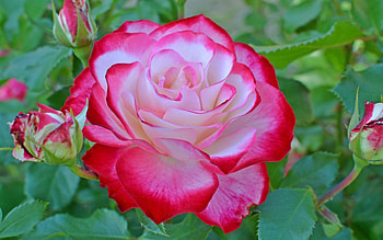 For You, rose, garden, love, red HD wallpaper