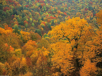 Nature, Trees, Autumn, Top, Tops HD wallpaper