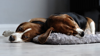 Animals, Grass, To Lie Down, Lie, Sleep, Dream, Puppies HD wallpaper