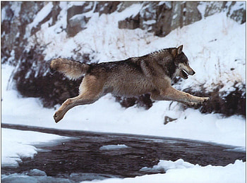 wolf for indian, river, friend, wolf, jumping HD wallpaper