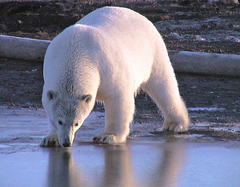 POLAR BEAR DRINKING, polar, water, bear, drinking HD wallpaper