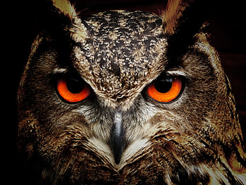 Owl Eagle Eyes, owl, eyes, birds HD wallpaper