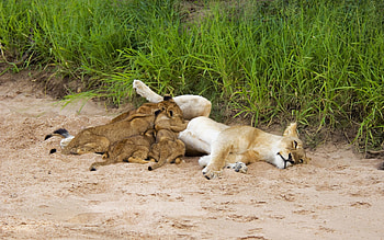 Animals, Grass, Lions, Sand, Young, To Lie Down, Lie, Cubs HD wallpaper