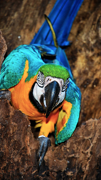 Colorful parrot bird, Samsung Galaxy HD phone wallpaper