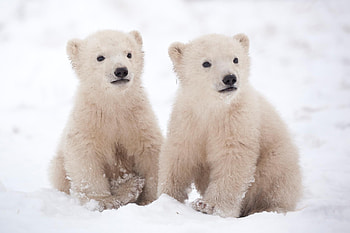 Animales enigmaticos, Polar bear encounters, Majestic creatures, Captivating graphy HD wallpaper