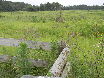 Fence and Flowers, wildflowers, refuge, field, fence HD wallpaper