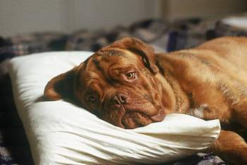 Turner and Hooch (Movies), Film Stories article, Impressive impact, Underrated gem HD wallpaper