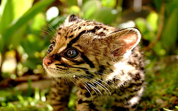 Animals, Cats HD wallpaper