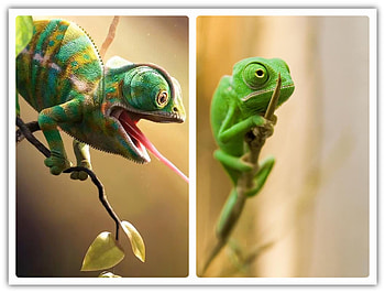FRAMED ANIMALS, ANIMALS, NATURE, FRAMED HD wallpaper