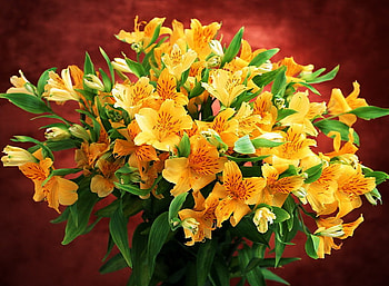 fantastic yellow, lilys, ramo, bouquet, flores, amarillo HD wallpaper
