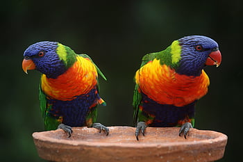 Colorful rainbow lorikeets perched in a natural setting, showcasing vibrant plumage and wildlife charm. HD wallpaper