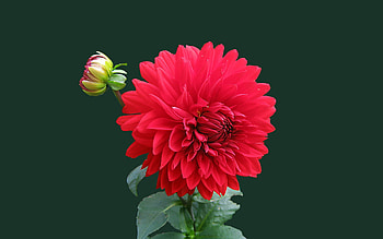 DAHLIA, PETALS, LEAVES, COLORS, STEM HD wallpaper