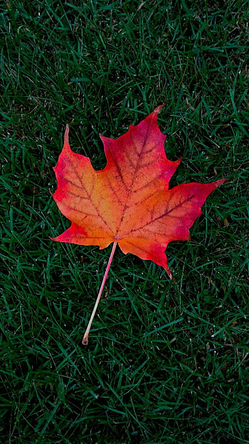 Maple leaves, Natural wonders, Fall season, Vibrant display HD phone wallpaper