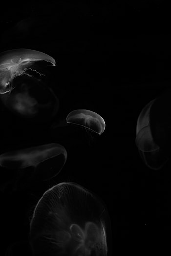 Animals, Jellyfish, Form, Bw, Chb, Forms HD phone wallpaper