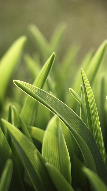 Earth grass, Natural landscapes, Serene backdrop, Vibrant greens HD phone wallpaper