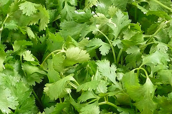 Cilantro recipes, Organic produce, Fresh ingredients, Delicious meals HD wallpaper