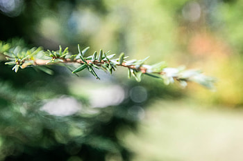 Eastern hemlock, Purdue Fort Wayne, Nature's gift, Tranquil landscapes HD wallpaper