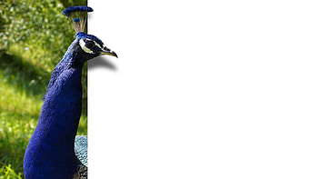 Bird, Minimalism, Color, Peacock HD wallpaper