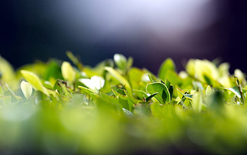 Grass, Leaves, Macro, Greens HD wallpaper