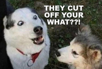THEY WHAT, DOGS, ANIMALS, PUPPIES, FUNNY HD wallpaper