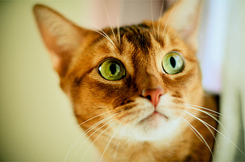 Animals, Cat, Muzzle, Color, Sight, Opinion, Concern, Preoccupation HD wallpaper