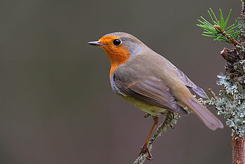 ROBIN, branch, bird, pretty, lovely HD wallpaper
