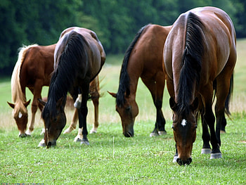 Animals, Horses HD wallpaper