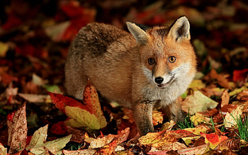 Cute fox , Adorable animal, Whimsical design, Playful character HD wallpaper