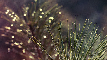 Needle, Drops, Macro, Branches, Spruce, Fir HD wallpaper