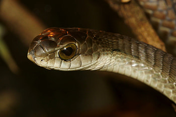Boomslang, Dispholidus typus, African serpent, Venomous reptile HD wallpaper