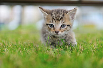 Cat, kitten, kitty, cats, cute, sleepy, sleeping, beauty, animals, hat, sweet, beautiful, paws, cat face, pretty, face, lovely HD wallpaper