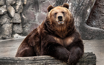 Animals, Nature, Muzzle, Bear, Zoo, Reserve HD wallpaper