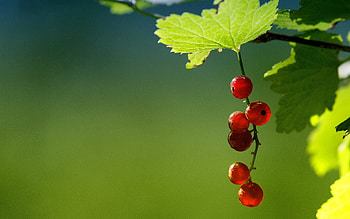Juicy currants, Mouthwatering treat, Berrylicious delight, Nature's candy HD wallpaper