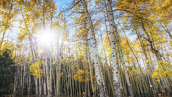 Aspen Tree, Tree , Natural wonder, Scenic view HD wallpaper