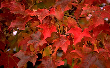 Fall Foliage F1, graphy, fall, landscape, National Park, scenery, wide screen, maple, autumn, nature, , foliage HD wallpaper