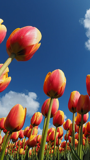 Skyward Tulips: Nature , nature, tulip HD phone wallpaper