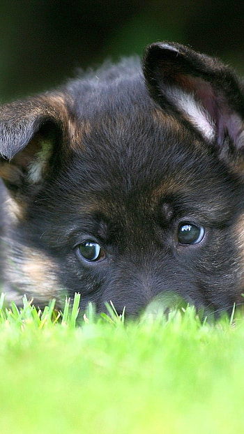 German Shepherd Dog, Puppy, Dog HD phone wallpaper