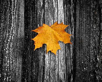 DUO TONE, graphy, bw, autumn, leaf HD wallpaper
