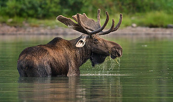 Population rebound, Minnesota's moose, Conservation success, Hope for the future HD wallpaper