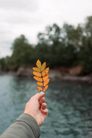 Autumn, Hand, Miscellanea, Miscellaneous, Sheet, Leaf, Focus HD phone wallpaper