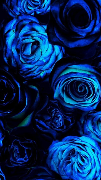 Blue Rose, Pretty Blue, Flowers Background, flowers, background HD phone wallpaper