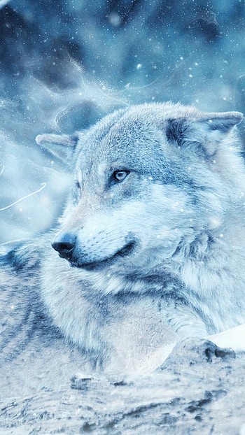 Winter wolf, Snowy landscape, Frosty silence, Frozen beauty HD phone wallpaper
