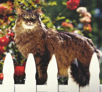 Cat, cute, paws, fence HD wallpaper