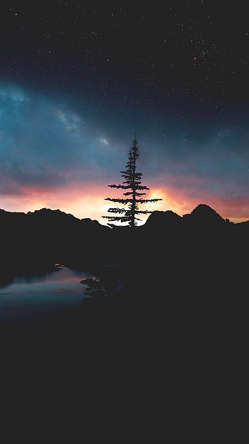 Sky, Stars, Night, Dark, Wood, Tree HD phone wallpaper
