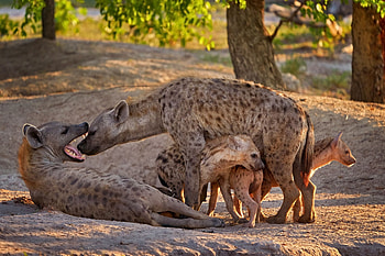 hyena family, africa, hyenas, wild animal, hyena HD wallpaper