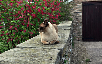 Burmese Cat , Beautiful feline, , backgrounds HD wallpaper