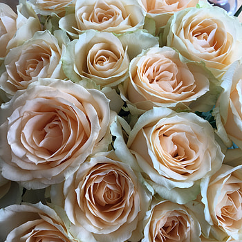 Flowers, roses, white pink, bouquet HD phone wallpaper