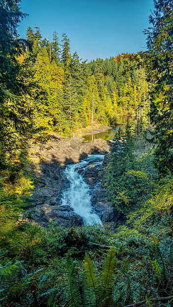 Forest, Golden Trees Forest HD phone wallpaper